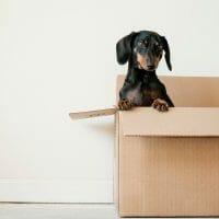 how to soundproof a dog kennel